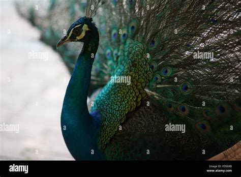 Peacock In Zoo Stock Photo, Royalty Free Image: 94157487 - Alamy