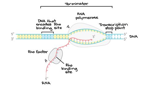 Mechanism Of Transcription - Transcription - MCAT Content