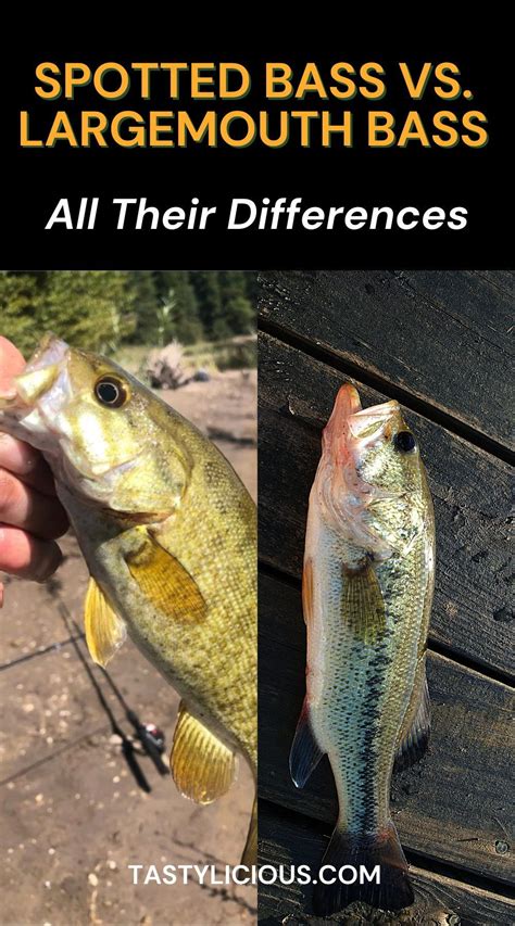 Spotted bass vs largemouth bass all their differences – Artofit