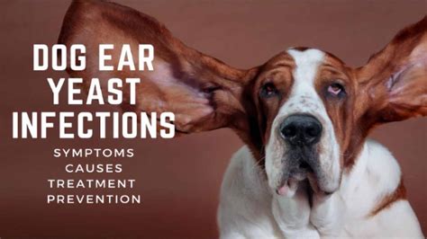 Does Yeast Infection Cause Dry Lips In Dogs Ears | Lipstutorial.org