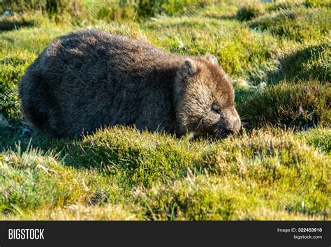 Wild Wombat Eating Image & Photo (Free Trial) | Bigstock