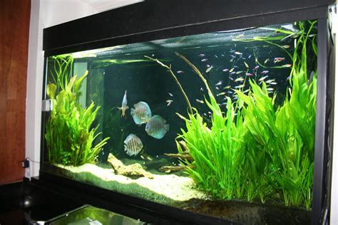 Akuarium Air Tawar Landscape - Blog Aquascape