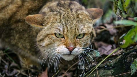 El gesto de este cazador con un gato montés atrapado refleja cómo ha ...