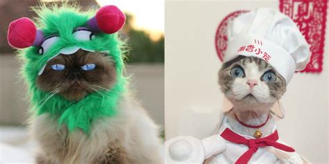 These Cat Halloween Costumes Are So Cute You'll Want to Cry