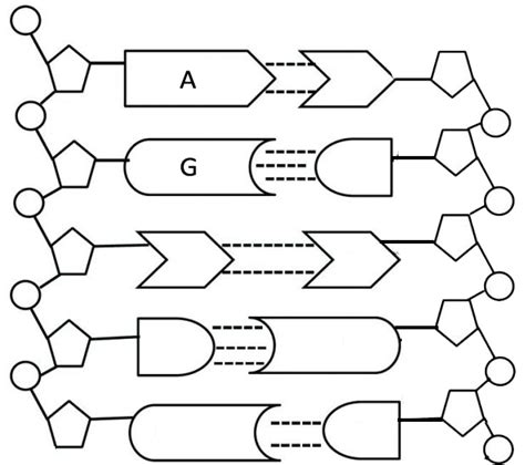 Review the Structure of DNA