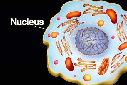 Nucleolus, Nucleous, Ribosomes, and Vacuole - The Many components of a