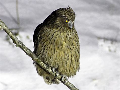 Blakiston's Fish-Owl - eBird