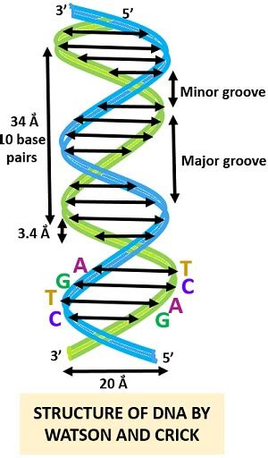 Structure Of Dna Watson And Crick Model