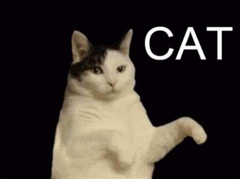 Cats Dancing GIFs | Tenor