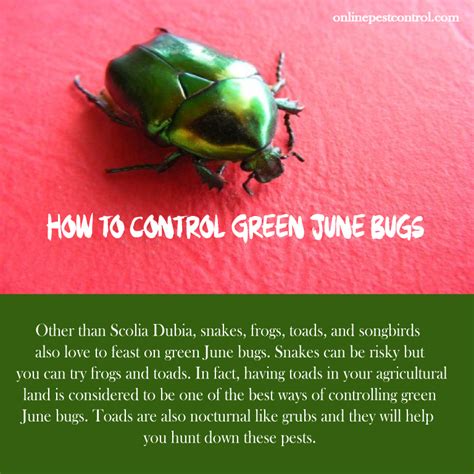 How to Control Green June Bugs - Includes Organic Control - Online Pest ...