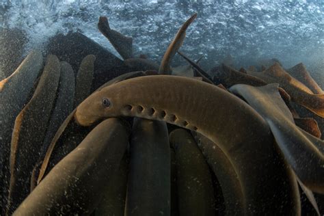 Pacific Lamprey, Oregon — Freshwaters Illustrated