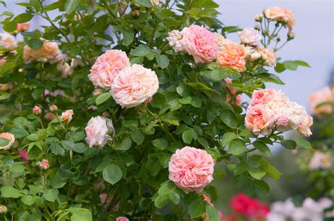 9 Great Varieties of Climbing Roses