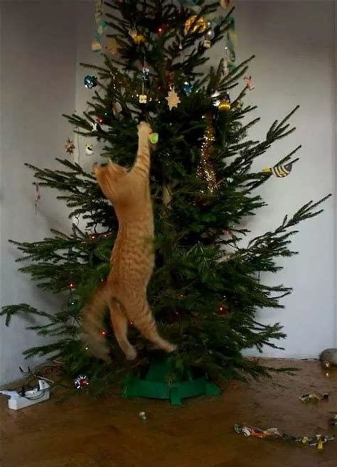 28 Cats Vs Christmas Tree Memes To Laugh At While You Digest Turkey ...