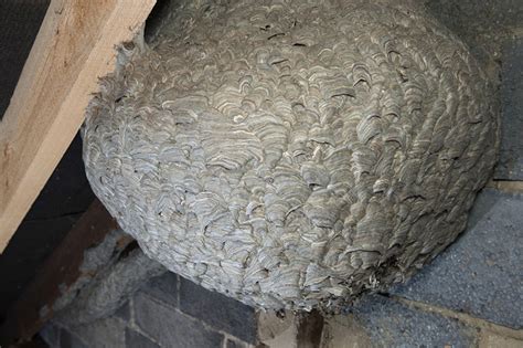 Colossal wasps' nest found in attic is the stuff of nightmares | Mashable