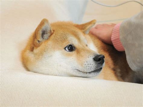 Meme Anjing Shiba Inu / This Rescue Shiba Inu Is Responsible For The ...