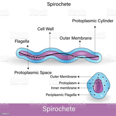 Structure Of Spirochete Microorganism Stock Illustration - Download ...