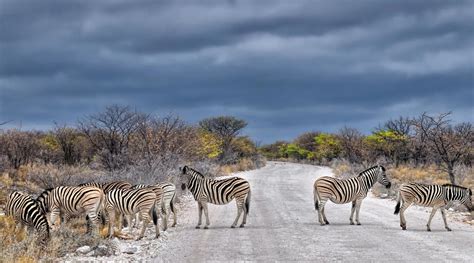 Etosha National Park - The World of Rare Animals in Namibia | Trip Ways