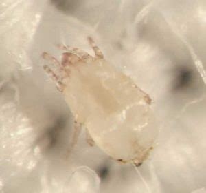 29 Dust Mites Facts: Everything You Need to Know - Fighting Dustmites