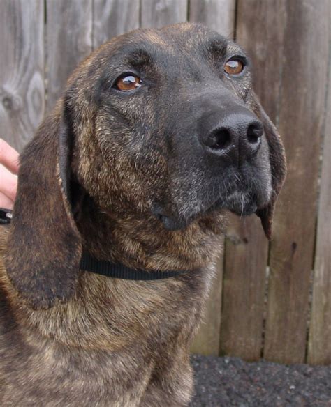 Plott Hound Breed Guide - Learn about the Plott Hound.