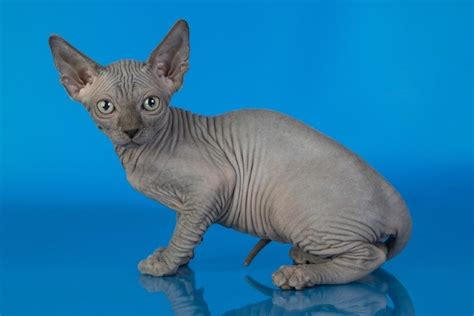 Blue Sphynx Cat: Facts, Origin & History (With Pictures) | Hepper