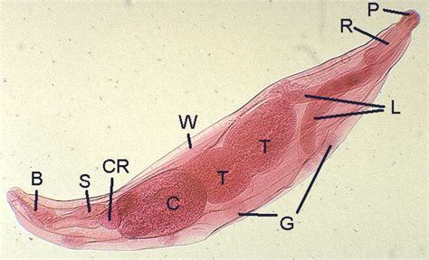 Principles of Parasitism: Morphology of Acanthocephala