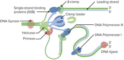 DNA Structure, Replication Replisome, Monohybrid & Dihybrid Crosses