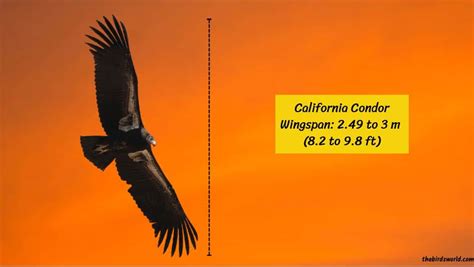 California Condor Wingspan: How Big Is It Compared To Others