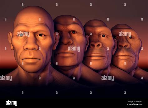 Conceptual image showing four stages of human evolution ...