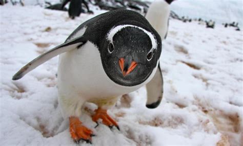 Gentoo Penguin | Photos | WWF