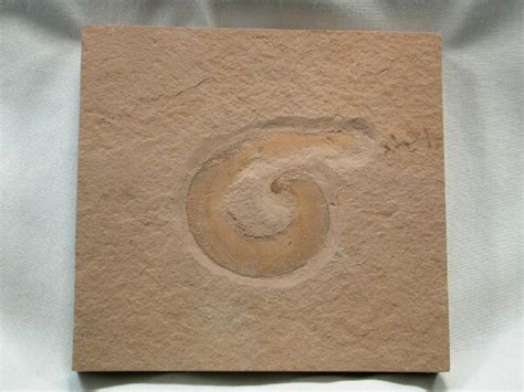 Priapulid Fossil