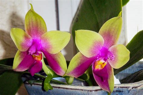 Phalaenopsis, Hybrids, Photographs