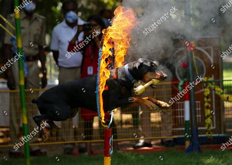 Doberman Police Dog Shows His Skills Editorial Stock Photo - Stock ...