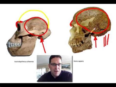 Skullcast: comparison of hominin skulls - YouTube