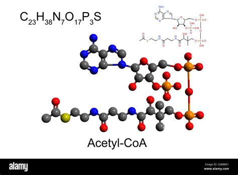 Acyl Coa Structure