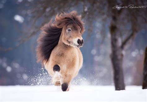 37++ Pony horse pictures ideas in 2021 | runninghorsephoto