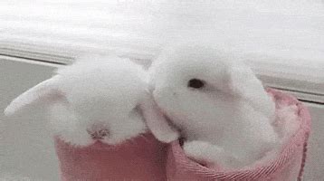 Bunny Kisses GIFs - Find & Share on GIPHY