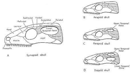 Fossae