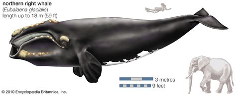 Right whale | Size, Diet, & Habitat | Britannica