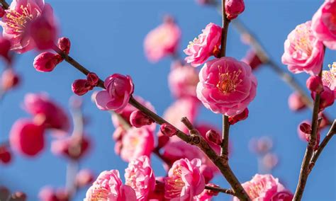 Plum Blossom vs Cherry Blossom: Is There a Difference? - A-Z Animals