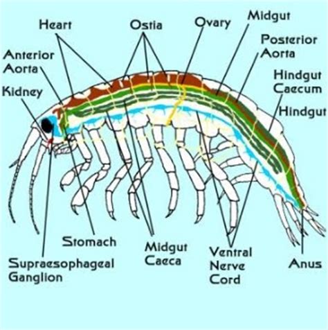 Ava's county: Amphipods