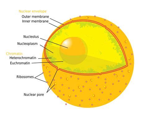 Nucleolus - Wikipedia