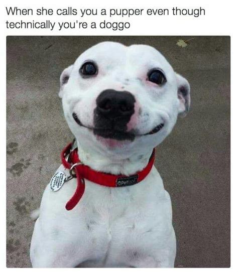 37+ Most Adorable Smiling Dog Memes