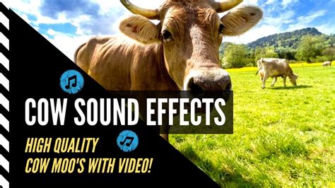 Cow Sound Effect | Animal Sounds | Cow Moo Sound Effect (High Quality ...