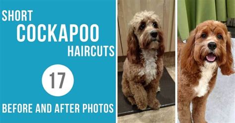 Short Cockapoo Haircut Styles: 17 Before and After Photos!