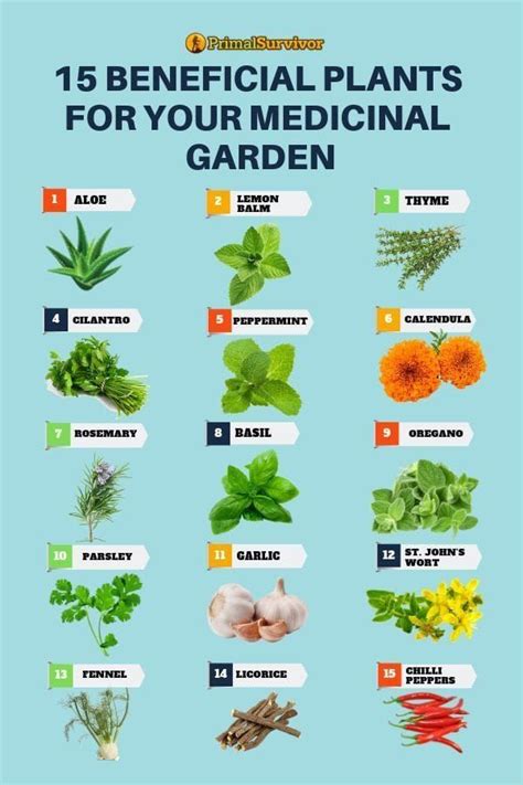 Home | Medicinal herbs garden, Medicine garden, Planting herbs