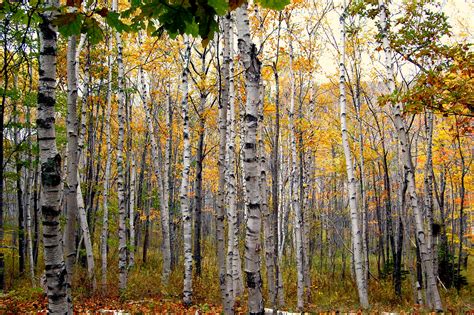 Paper birch | Green Admiral Nature Restoration