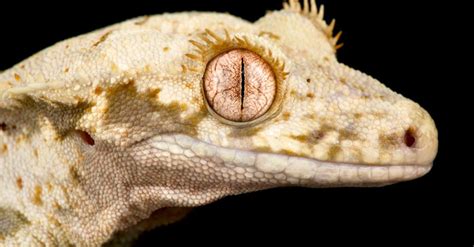 Crested Gecko Morphs: The Complete List - A-Z Animals