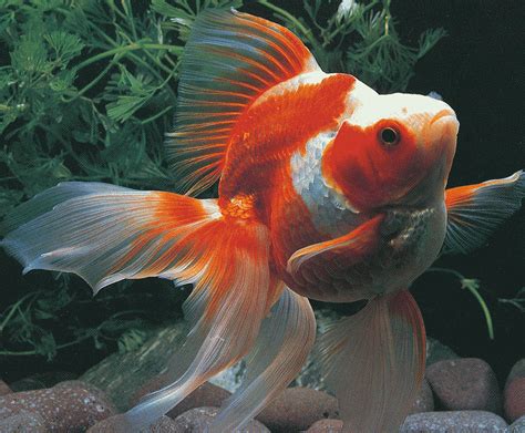 Goldfish Varieties: A Brief Look at Some of the Many Types | PetHelpful