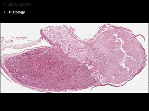 Hypothalamus And Pituitary Gland Histology