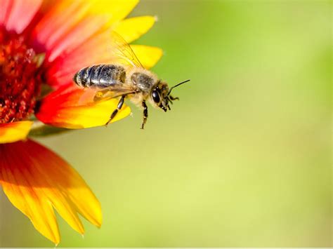 Why Plants Have Bright Colored Flowers - Flower Color Significance ...